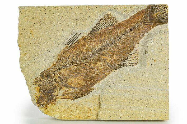 Bargain, Uncommon Fish Fossil (Mioplosus) - Wyoming #320155